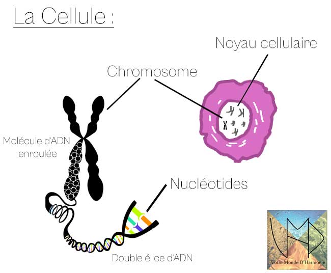 la cellule, le chromosome et l'ADN